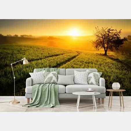 Wall mural sunlit meadow at sunrise • Wallissimo®