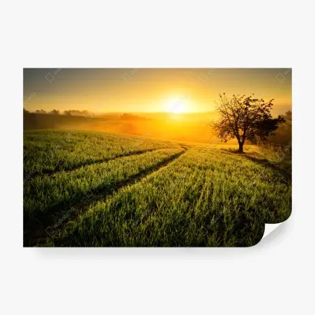 Wall mural sunlit meadow at sunrise • Wallissimo®
