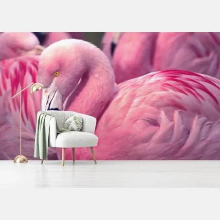 Wall mural pink flamingo close-up • Wallissimo®