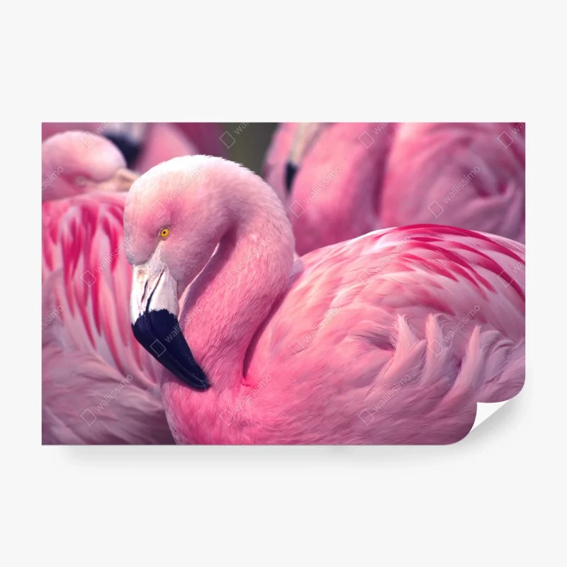 Wall mural pink flamingo close-up
