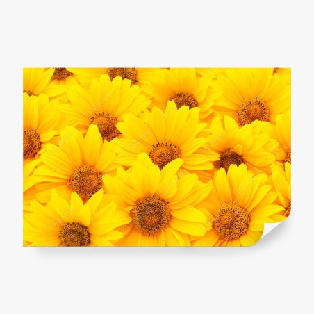 Wall mural vibrant yellow sunflower close-up • Wallissimo®