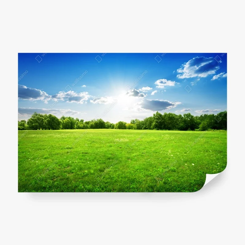 Wall mural sunlit green meadow landscape