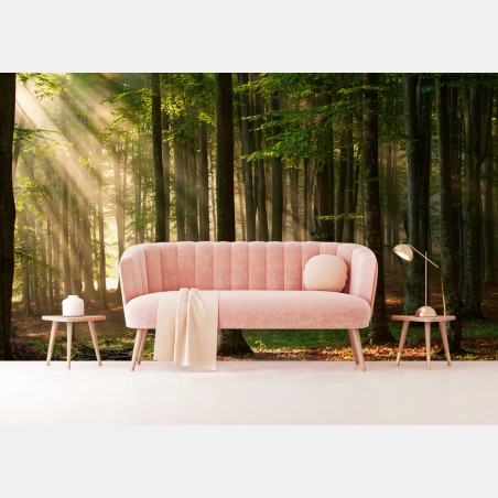 Wall mural morning light in a beech forest • Wallissimo®