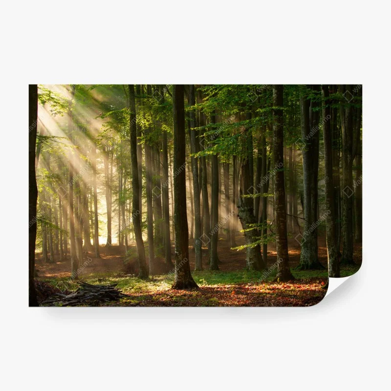 Wall mural morning light in a beech forest