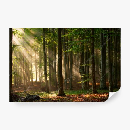 Wall mural morning light in a beech forest • Wallissimo®