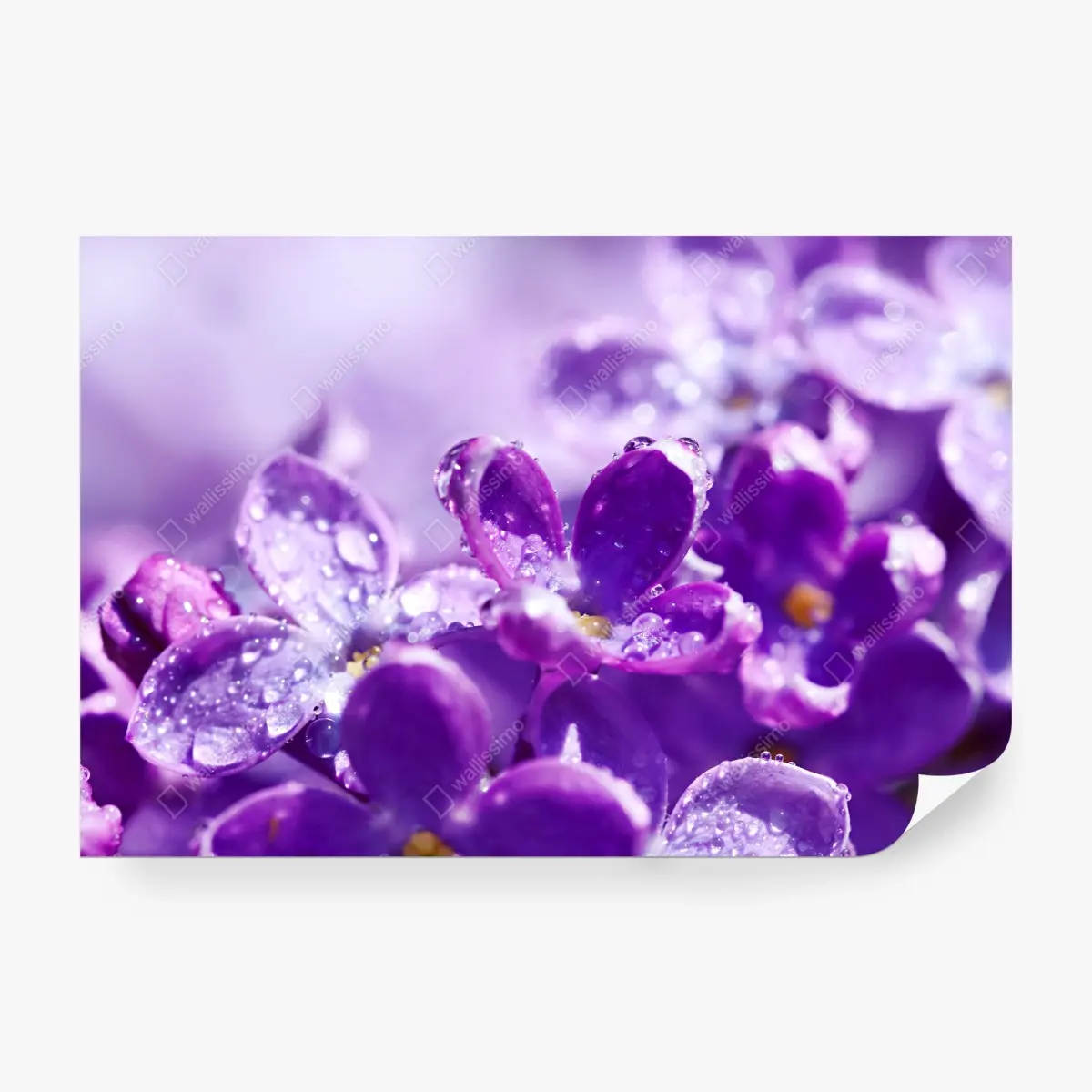Wall mural purple lilac blossom with dewdrops • Wallissimo®