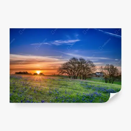 Wall mural Texas bluebonnet sunrise meadow • Wallissimo®