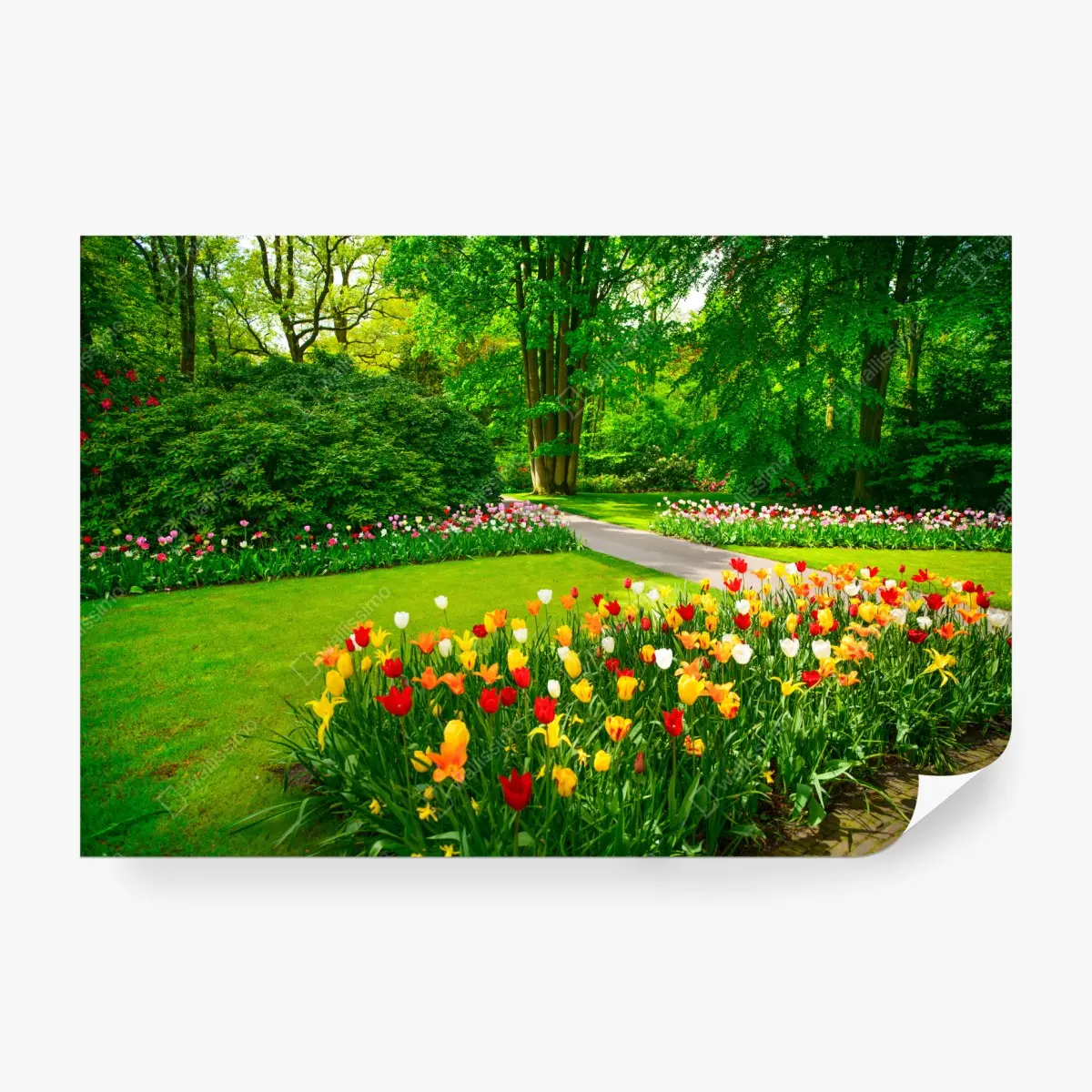 Wall mural vibrant tulip garden in Keukenhof • Wallissimo®