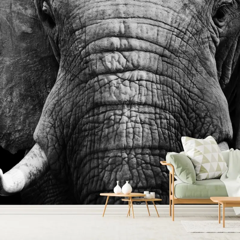 Wall mural majestic elephant close-up