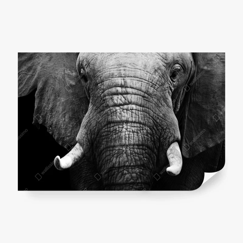 Wall mural majestic elephant close-up