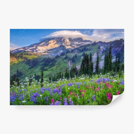 Wall mural alpine wildflower meadow beneath snow-capped mountain • Wallissimo®