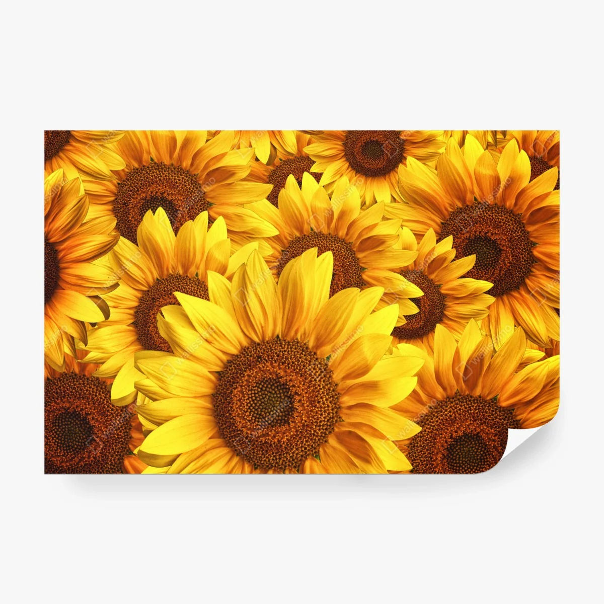 Wall mural golden sunflower bloom • Wallissimo® Wall mural golden sunflower bloom • Wallissimo®