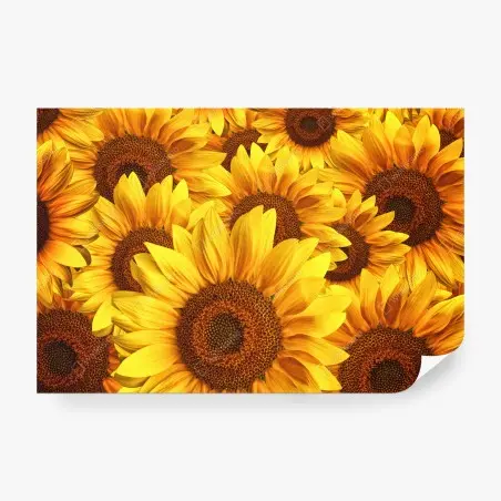 Wall mural golden sunflower bloom • Wallissimo®