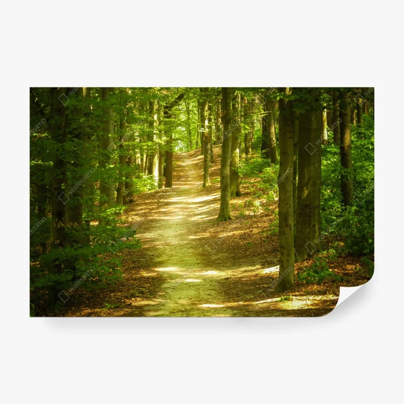Wall mural sunlit forest trail ⁕ Wallissimo® Wall mural sunlit forest trail ⁕ Wallissimo®