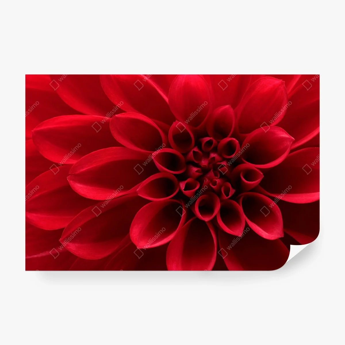 Wall mural red dahlia close-up • Wallissimo®