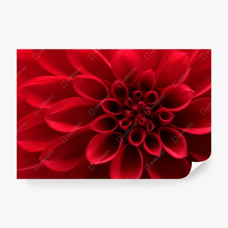 Wall mural red dahlia close-up • Wallissimo®