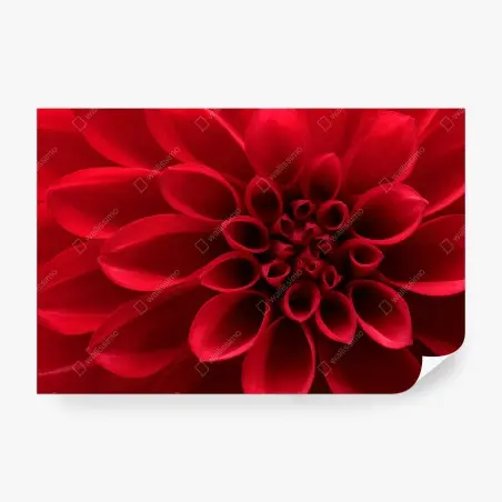 Wall mural red dahlia close-up • Wallissimo®