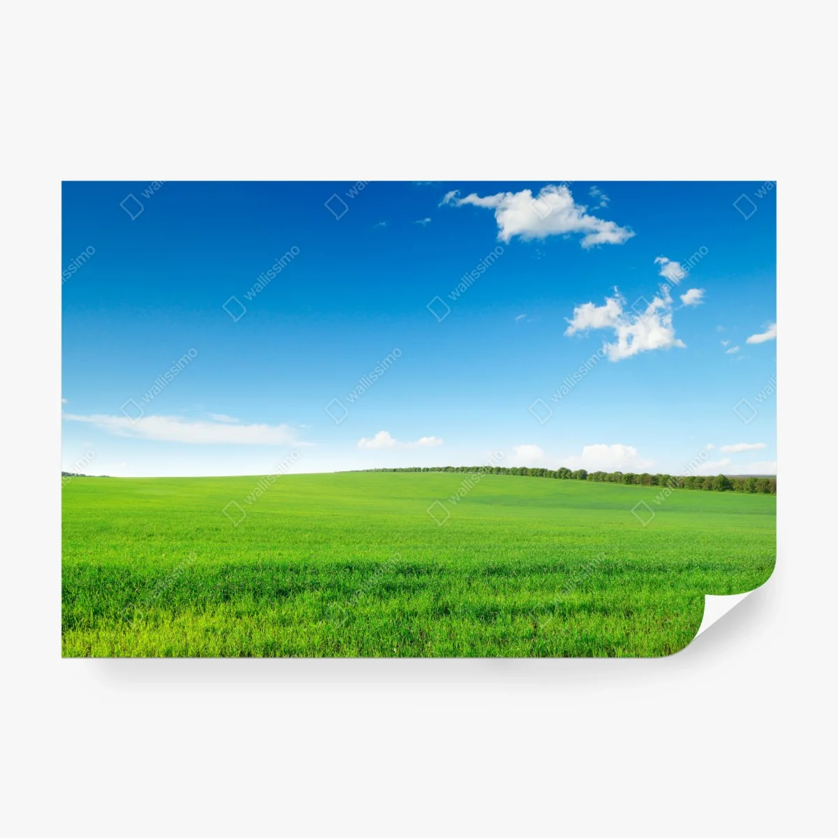 Wall mural serene green meadow under blue sky • Wallissimo® Wall mural serene green meadow under blue sky • Wallissimo®