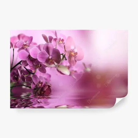 Wall mural pink orchid reflections • Wallissimo®