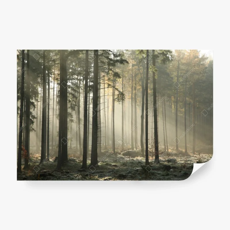 Wall mural misty morning forest with sun rays