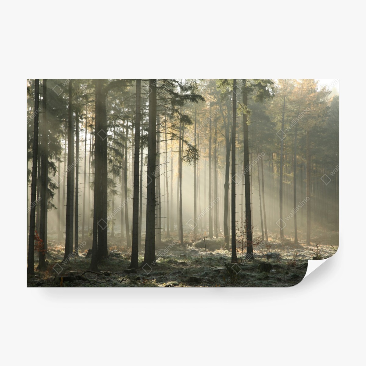 Wall mural misty morning forest with sun rays • Wallissimo®