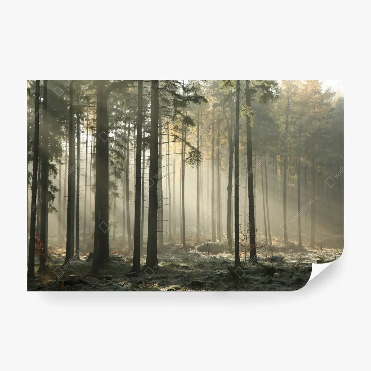 Wall mural misty morning forest with sun rays • Wallissimo®