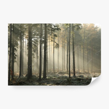 Wall mural misty morning forest with sun rays • Wallissimo®