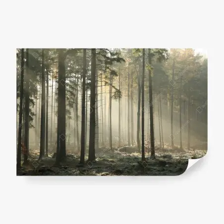 Wall mural misty morning forest with sun rays • Wallissimo®