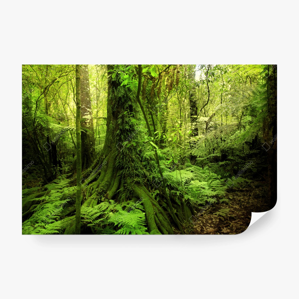 Wall mural lush tropical jungle greenery • Wallissimo®