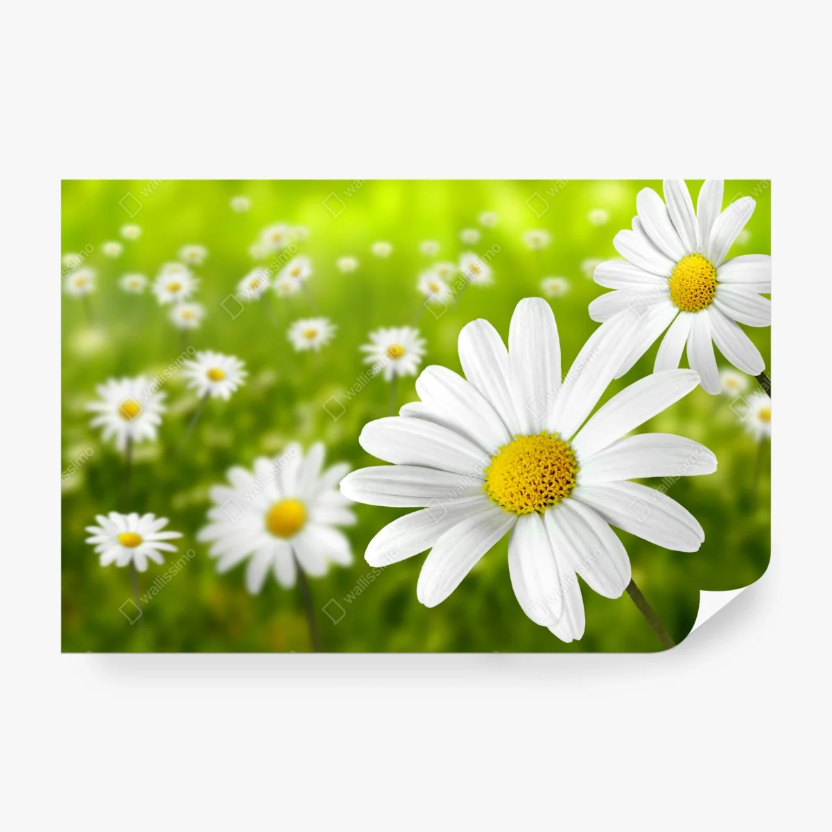 Wall mural white daisy meadow ⁕ Wallissimo® Wall mural white daisy meadow ⁕ Wallissimo®