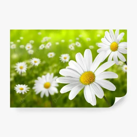 Wall mural white daisy meadow • Wallissimo®