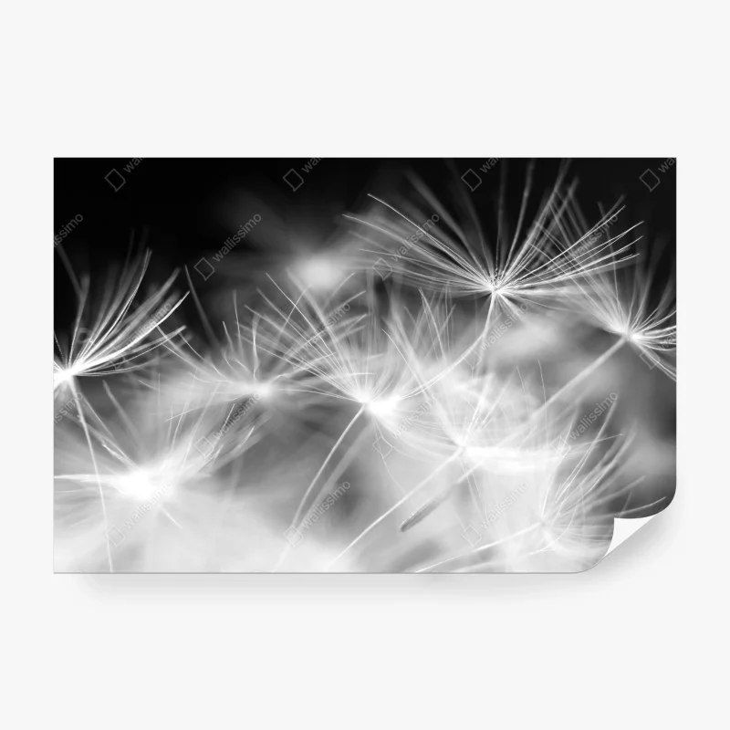 Wall mural delicate dandelion seeds in monochrome