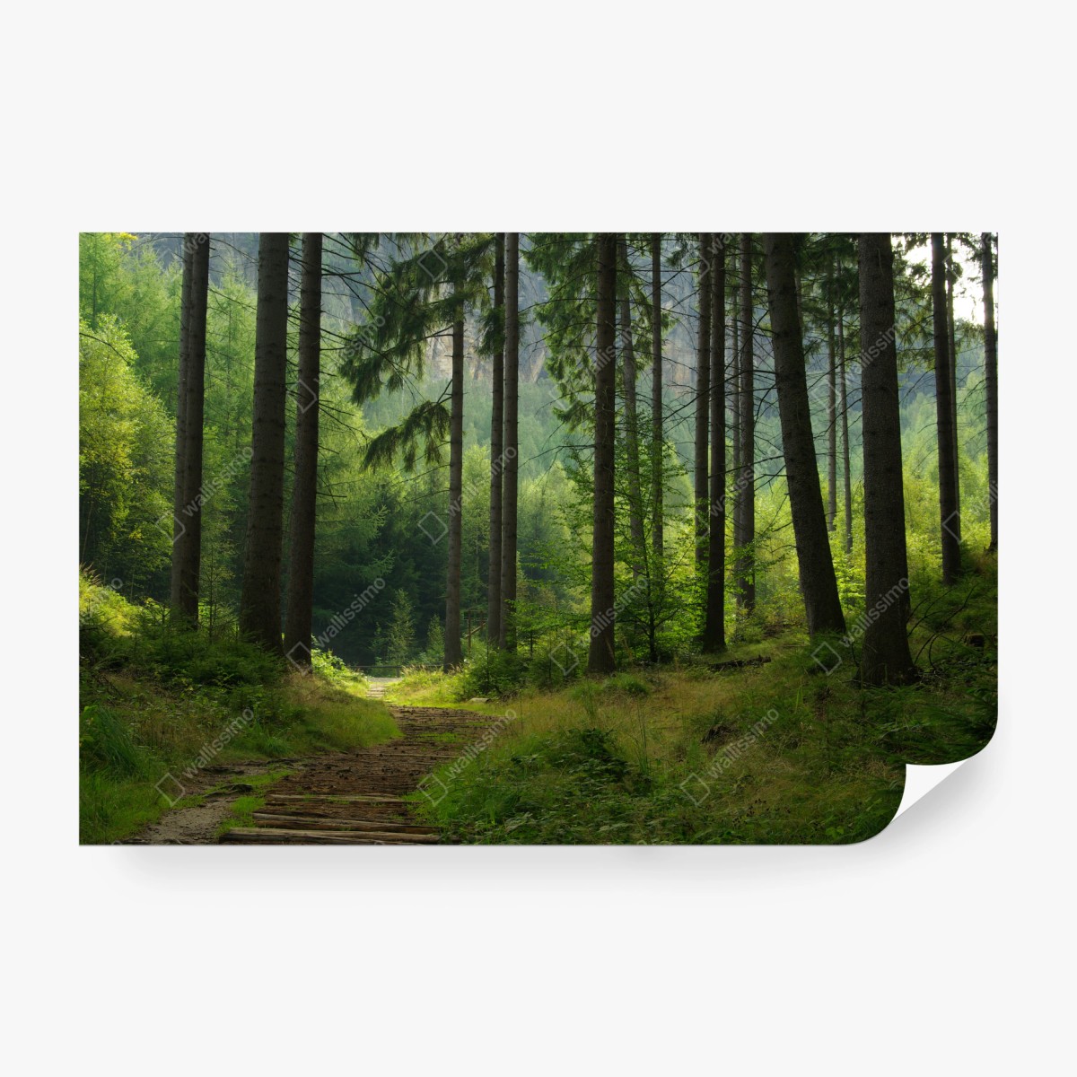 Wall mural serene forest trail ⁕ Wallissimo® Wall mural serene forest trail ⁕ Wallissimo®