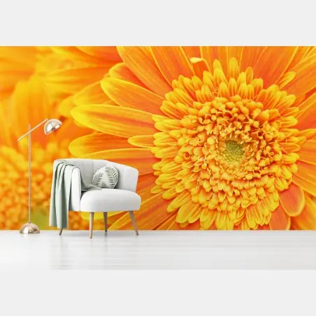 Wall mural vibrant orange gerbera close-up • Wallissimo®