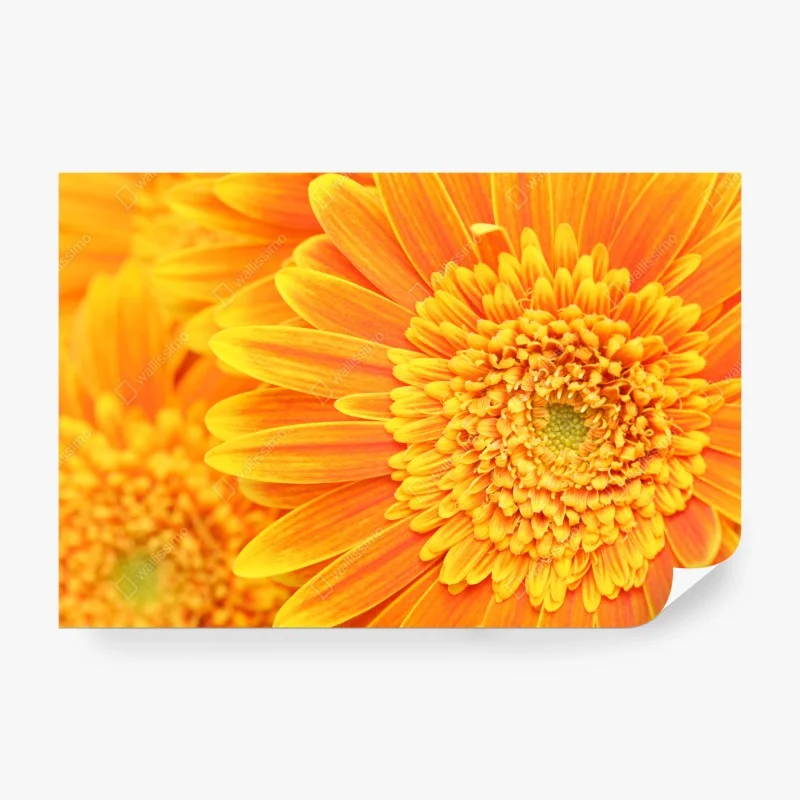 Wall mural vibrant orange gerbera close-up