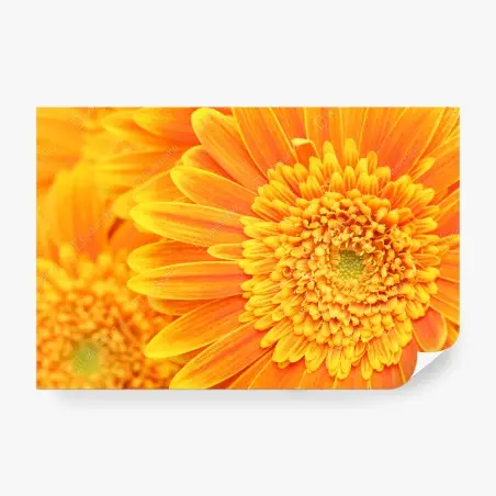 Wall mural vibrant orange gerbera close-up • Wallissimo®