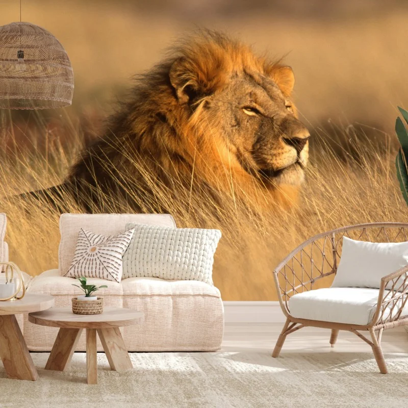 Wall mural majestic male lion in tall grass