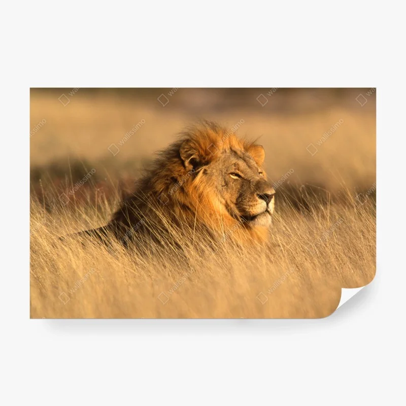 Wall mural majestic male lion in tall grass