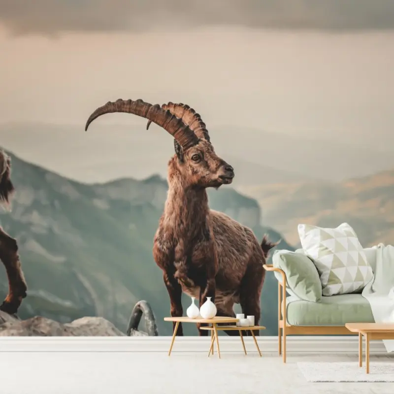 Wall mural mountain ibex on a rocky ridge