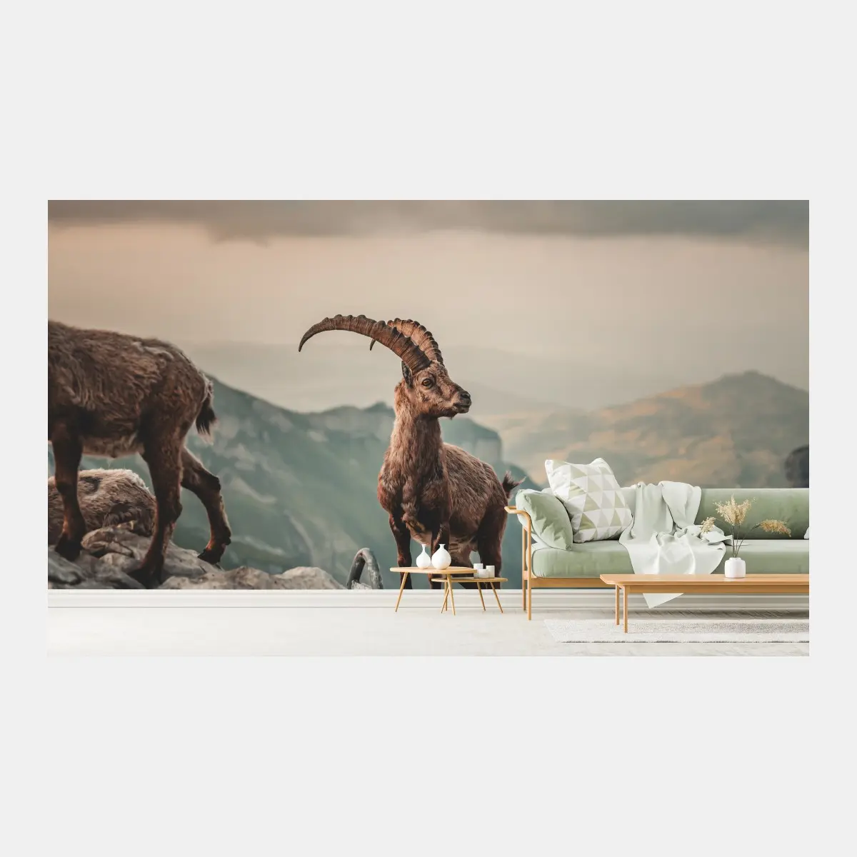 Wall mural mountain ibex on a rocky ridge • Wallissimo®