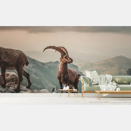 Wall mural mountain ibex on a rocky ridge • Wallissimo®
