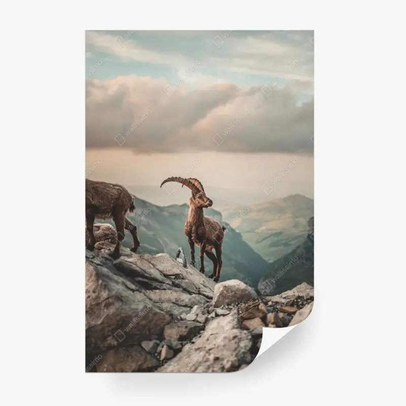 Wall mural mountain ibex on a rocky ridge