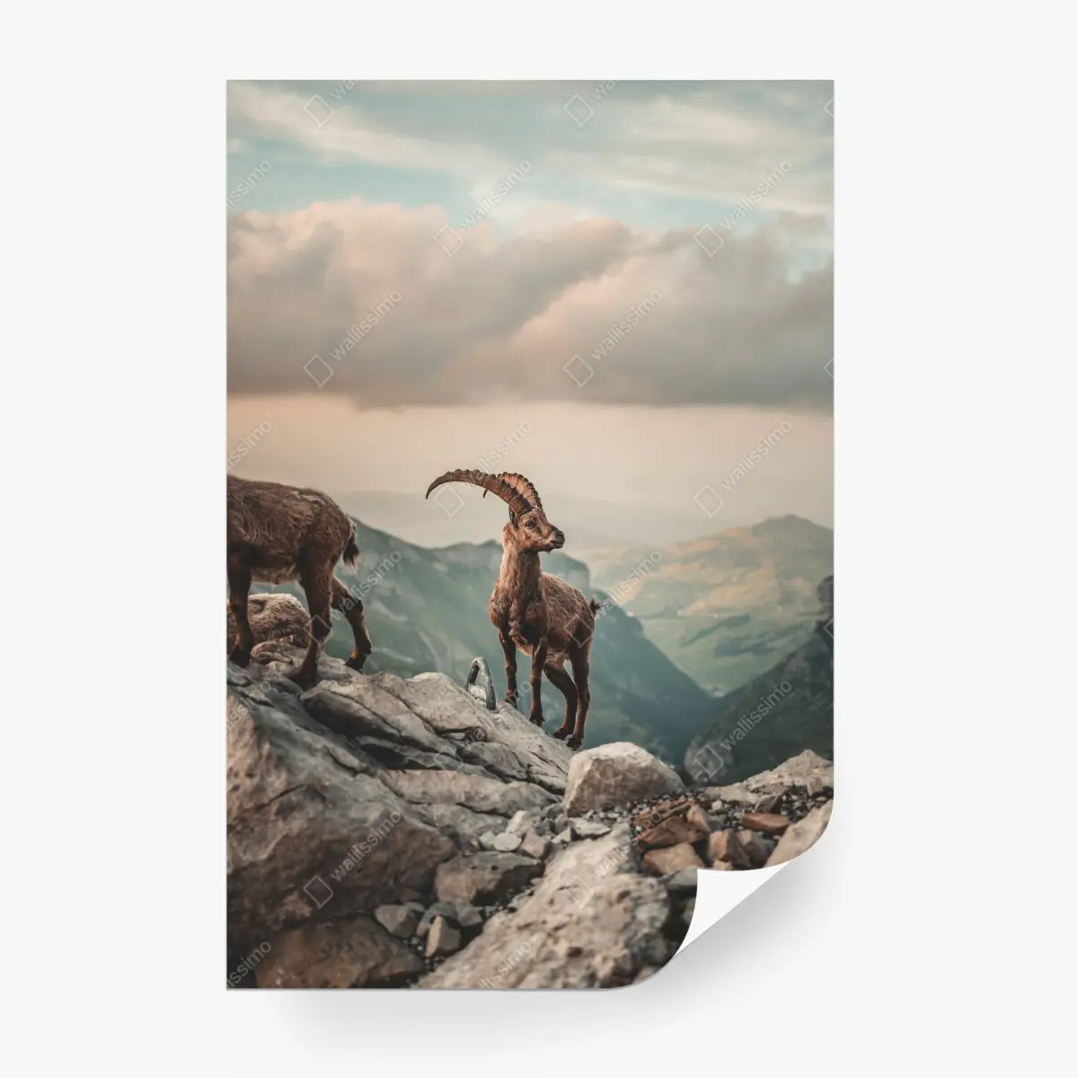 Wall mural mountain ibex on a rocky ridge • Wallissimo®