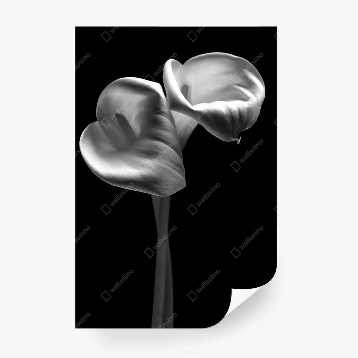Wall mural elegant calla lilies in monochrome ⁕ Wallissimo®