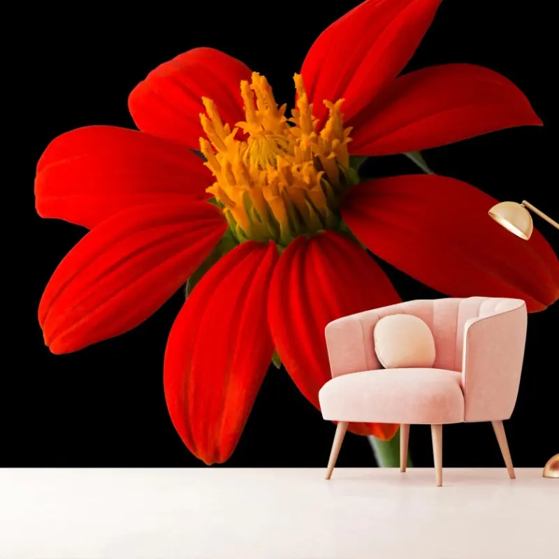 Wall mural vivid mexican sunflower on black background