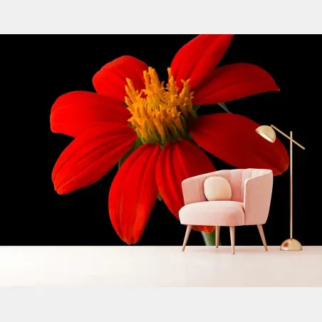 Wall mural vivid mexican sunflower on black background • Wallissimo®