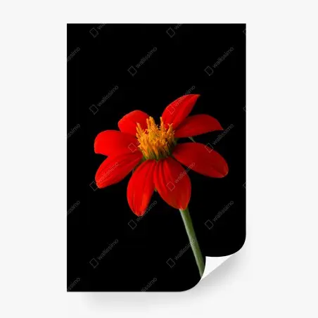 Wall mural vivid mexican sunflower on black background • Wallissimo®