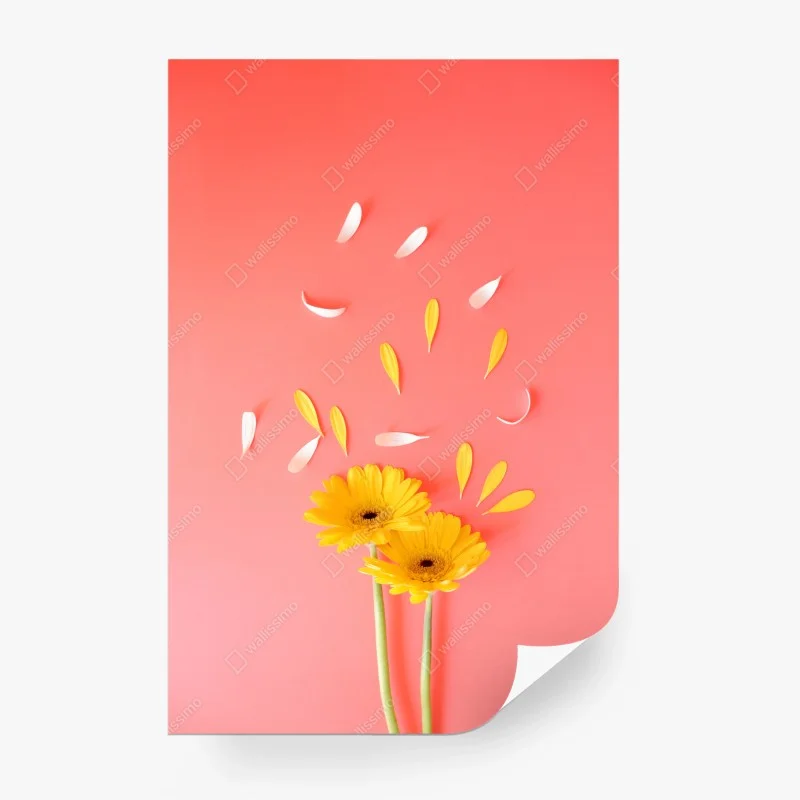 Wall mural sunny yellow gerbera on coral background