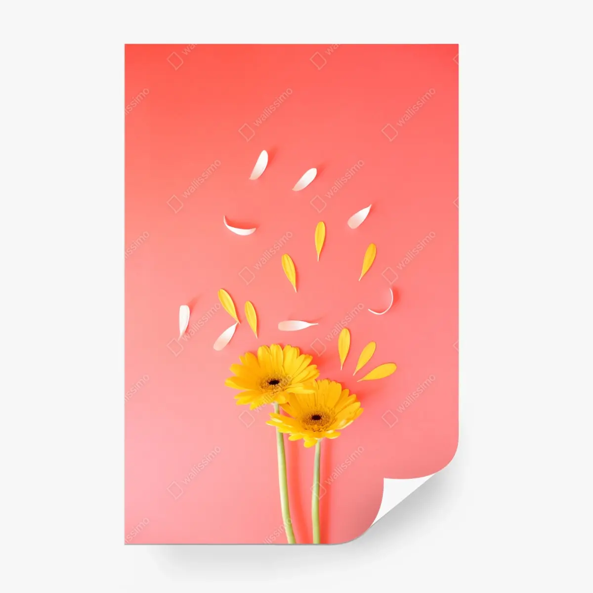 Wall mural sunny yellow gerbera on coral background ⁕ Wallissimo® Wall mural sunny yellow gerbera on coral background ⁕ Wallissimo®