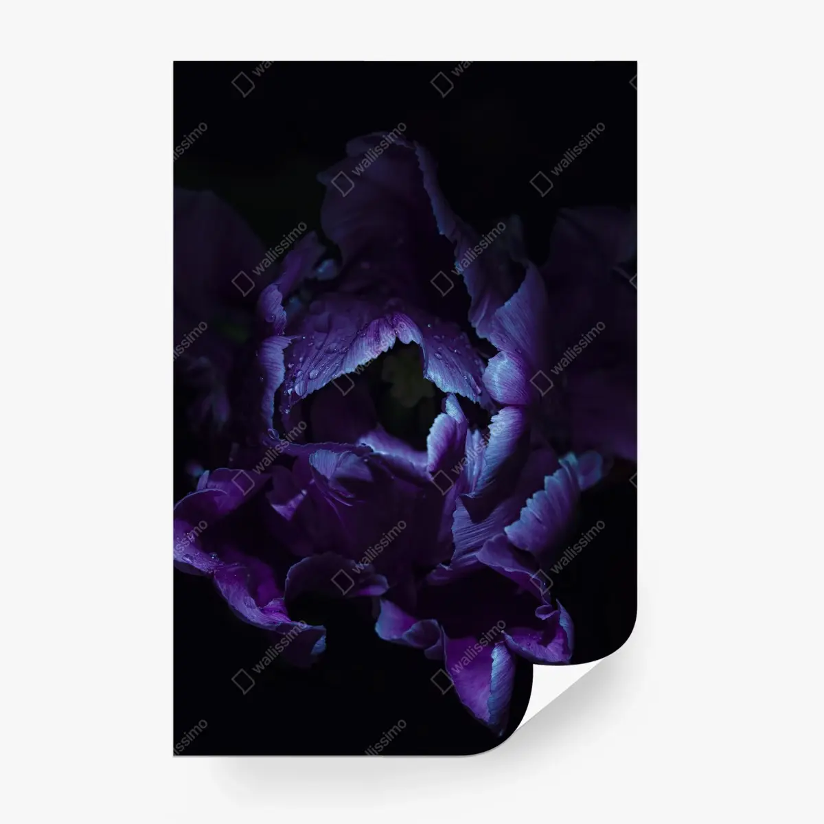Wall mural purple tulip in ultraviolet glow • Wallissimo®